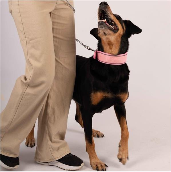 5e3a0a62-687d-ef11-aab2-9ca2f4d6356b