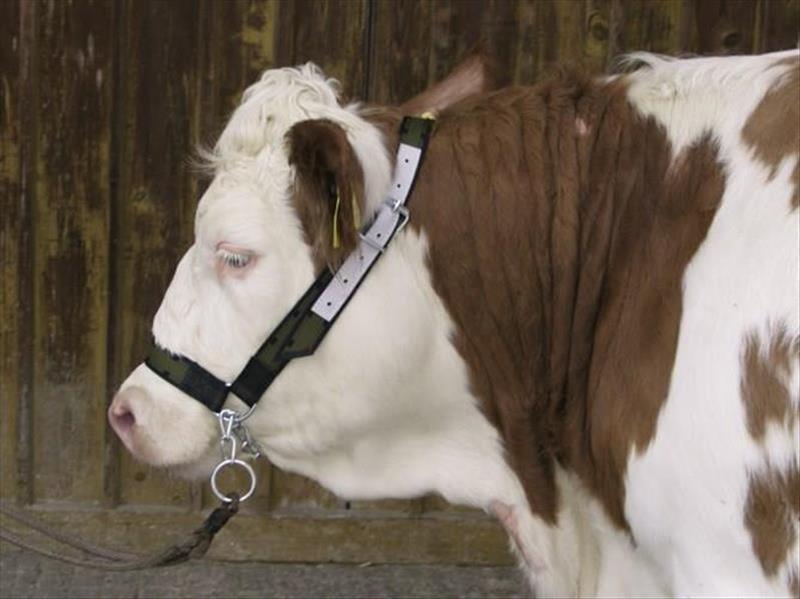 8a7d4c5a-35ed-ee11-86c1-9ca2f4d6356b